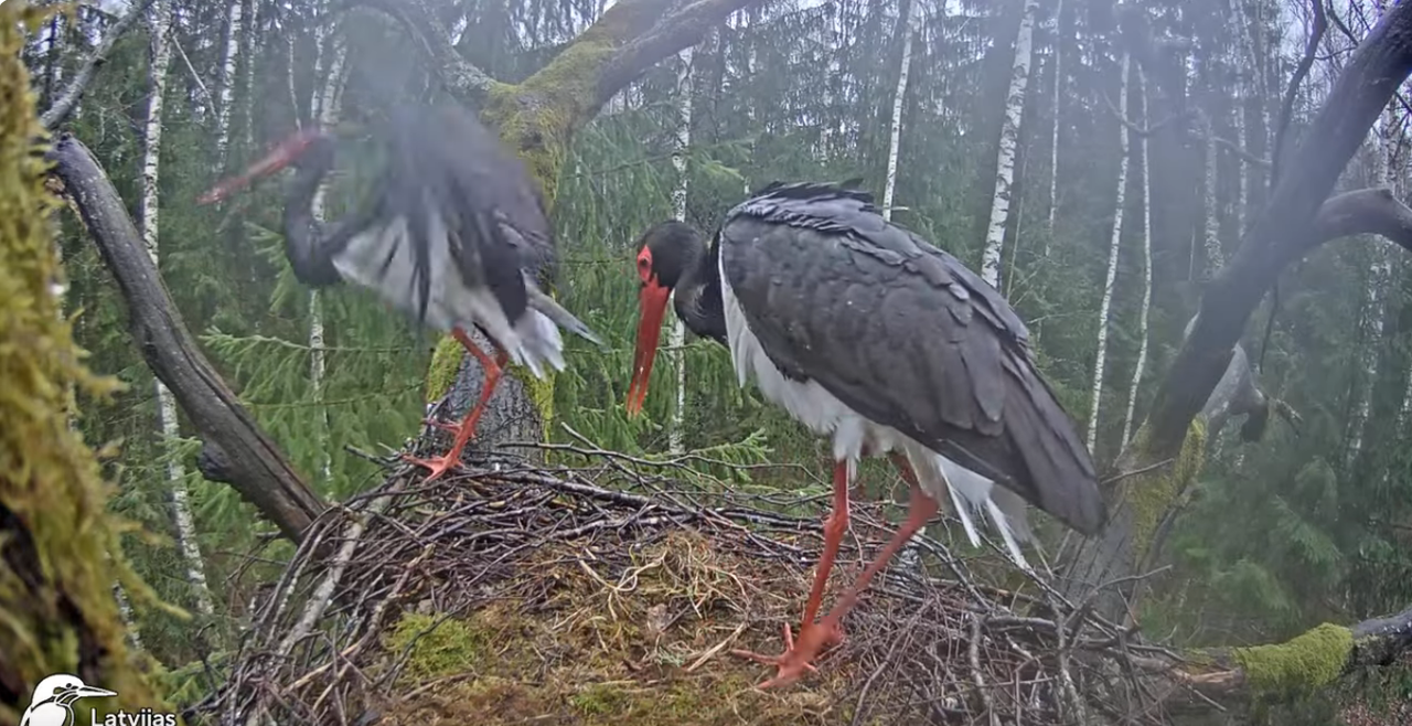 Screenshot 2024-04-03 at 15-10-19 (5) Melnais stārķis (Ciconia nigra) Ogres novadā - LDF tiešraide -