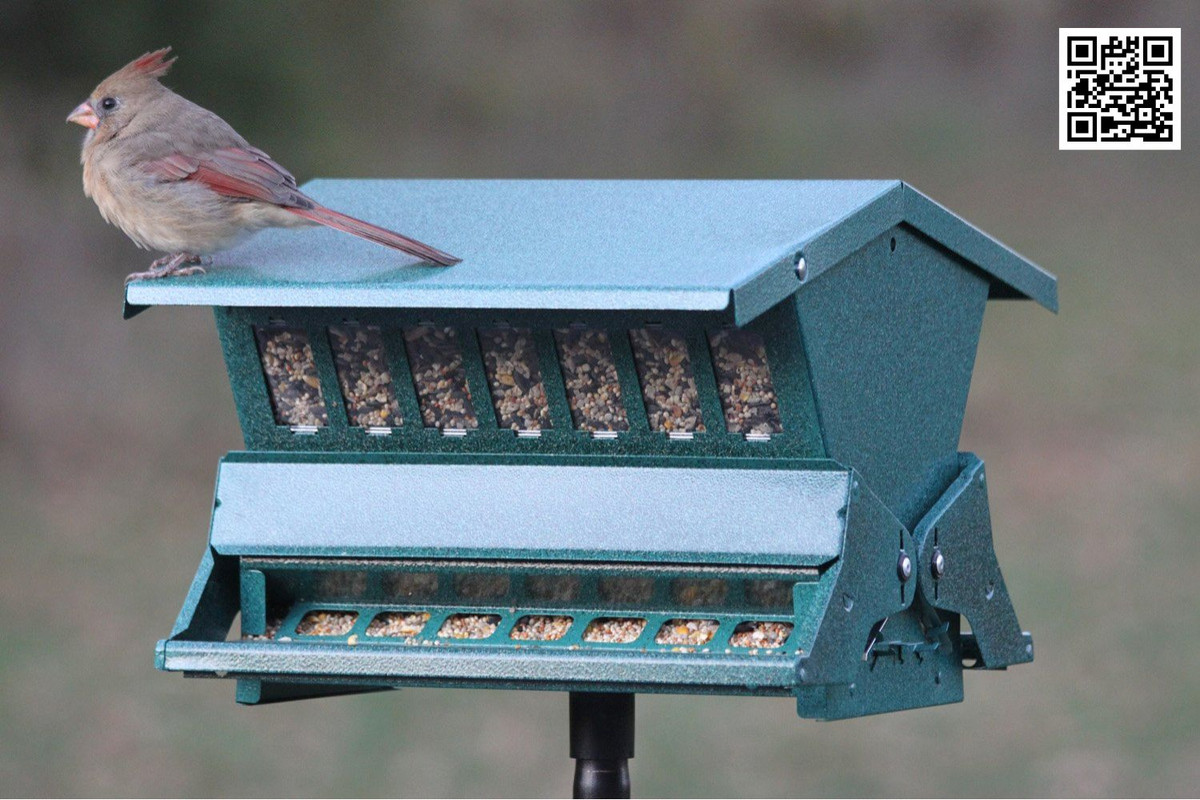 What Makes a Bird Feeder Safe and Inviting for Wild Birds?