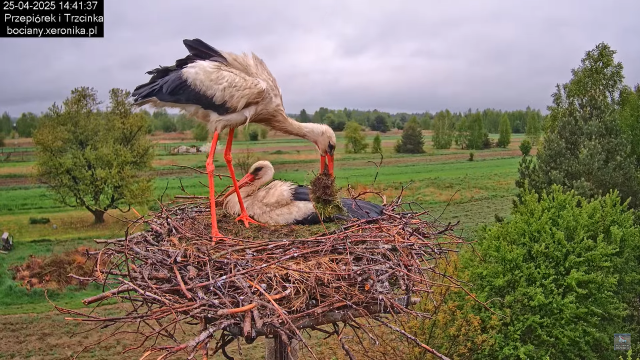 25042025bociany13