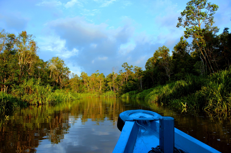 borneo orangutan tour
