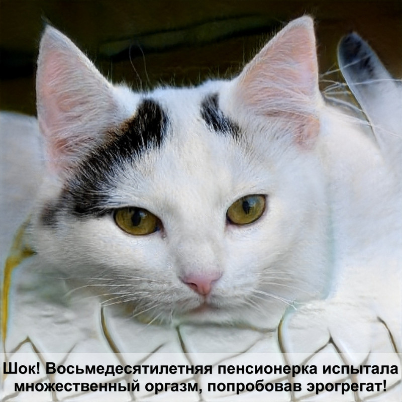 бенгальская кошка стоимость