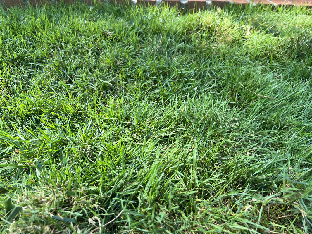 Matted Grass - How to Repair - Identification | Lawn Care Forum