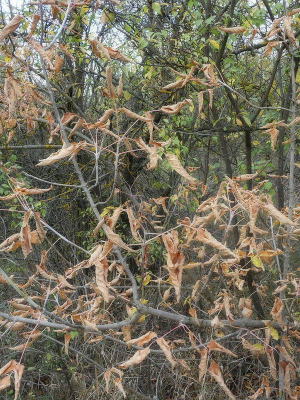 P1060211-1... (1024)