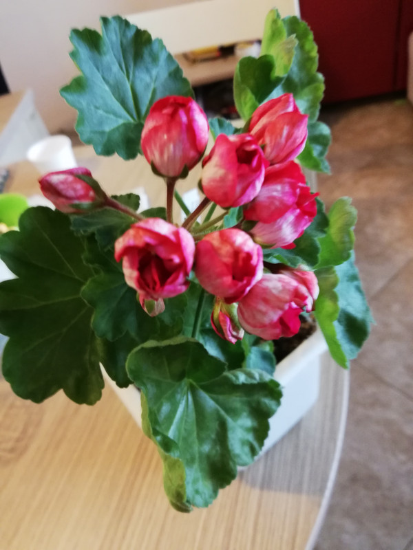 IMG_20181105_085547