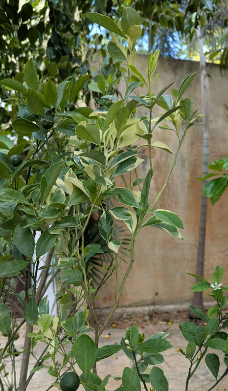 WhatsApp Image 2025-05-29 at 19.30.52