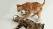 [Linked Image]