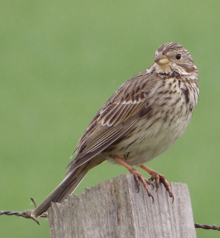 SKYLARK 24 190524