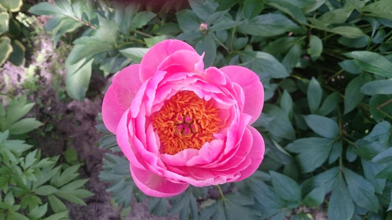 какойто корал