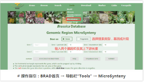 BRAD：十字花科植物基因组资源综合数据库-4.png