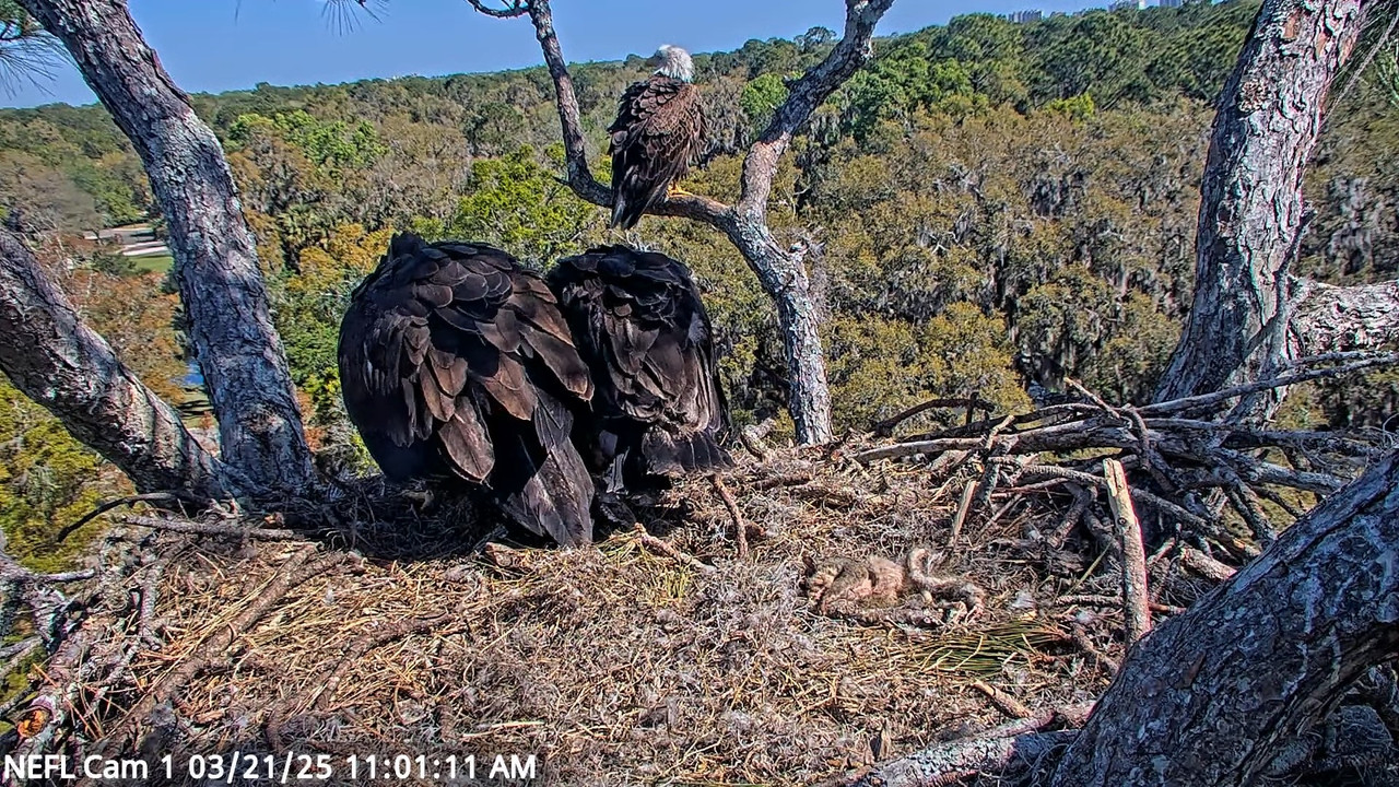 NEFL Cam 1 — tiešraidē Bald Eagle Cam 14-0-4 screenshot