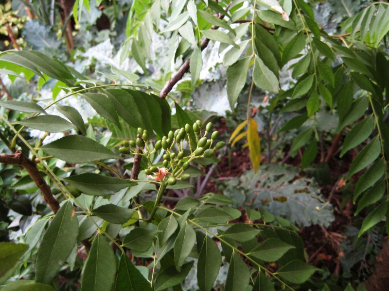 murraya_koenigii_plod