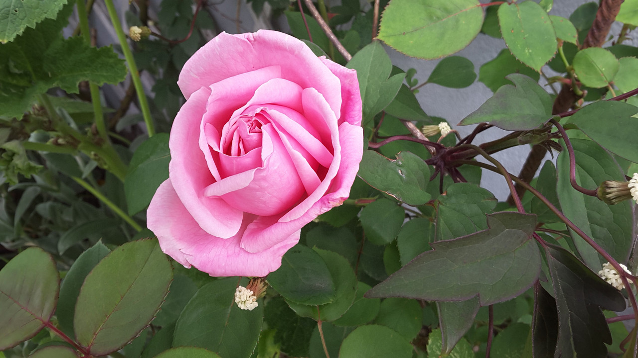 [Image: 20200509-150936.jpg]