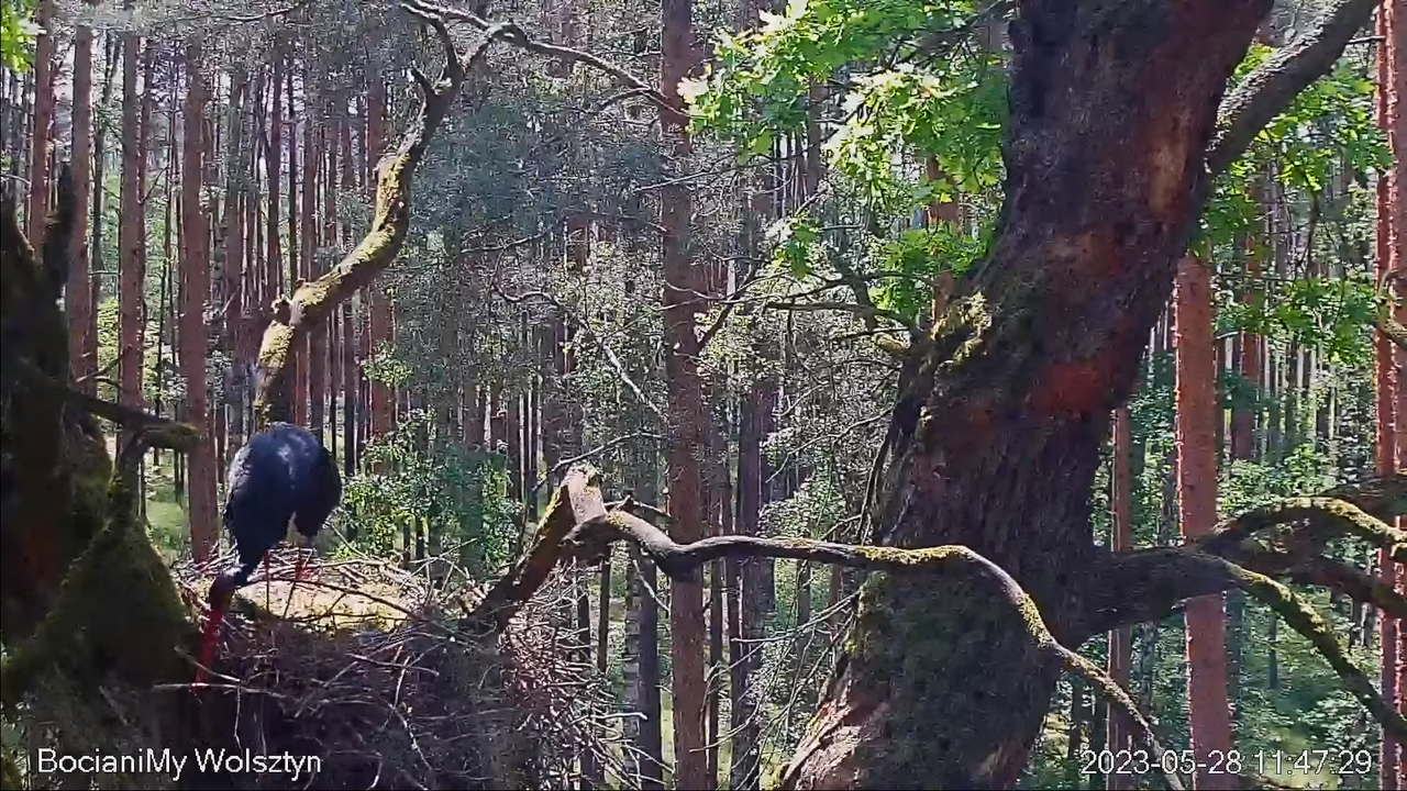 Zrzut ekranu (15156)