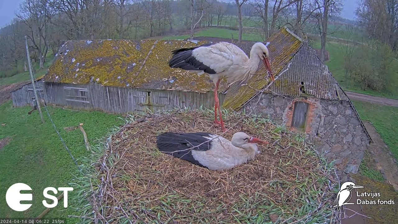Baltie stārķi (Ciconia ciconia) Tukuma novadā - LDF tiešraide __ White storks in Tukums, Latvia 11-5