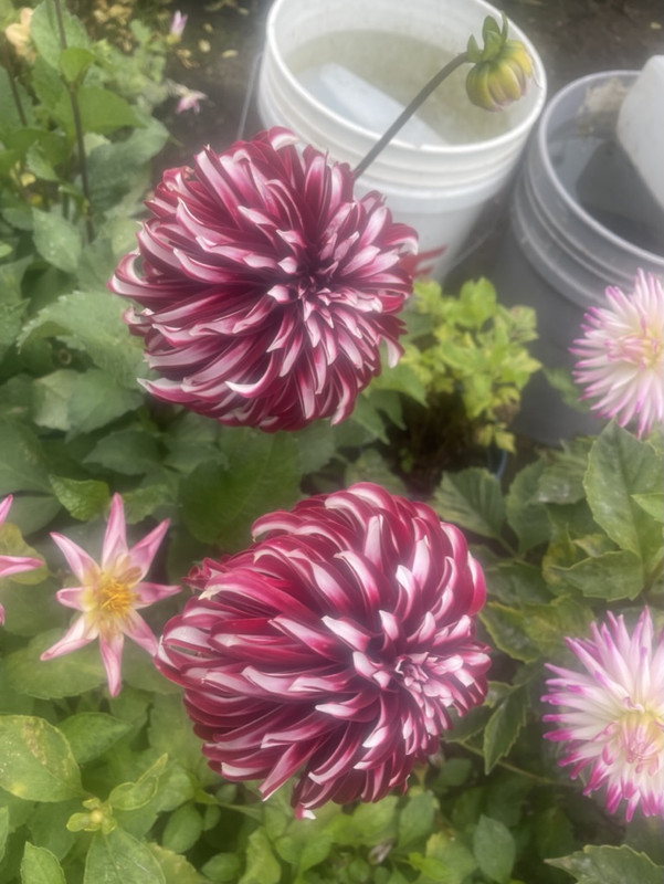 5A4C3229-B430-4F61-A26E-DB43E29AA644_1_105_c