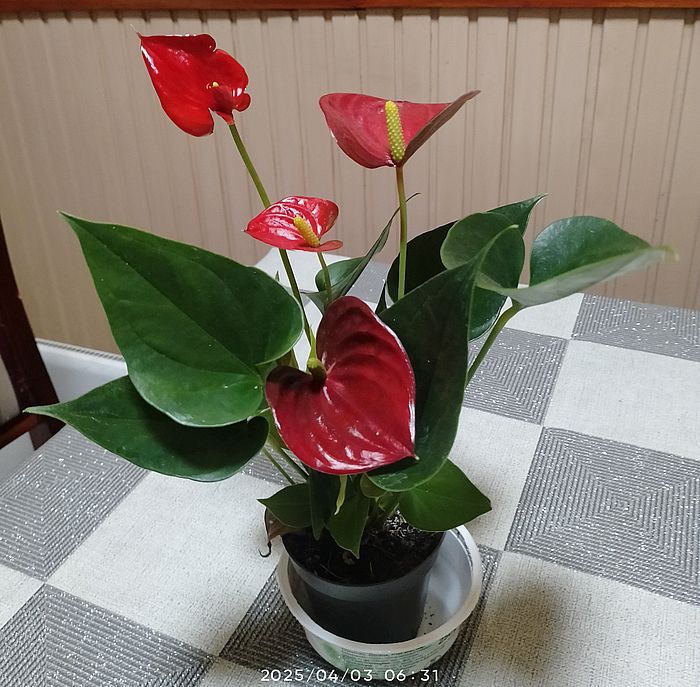 https://i.postimg.cc/C1vMP1qj/flamingo-gbh-2025marcius.jpg