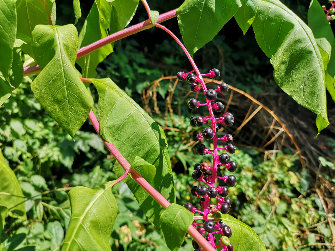 [Obrazek: IMG-20190810-135210.jpg]
