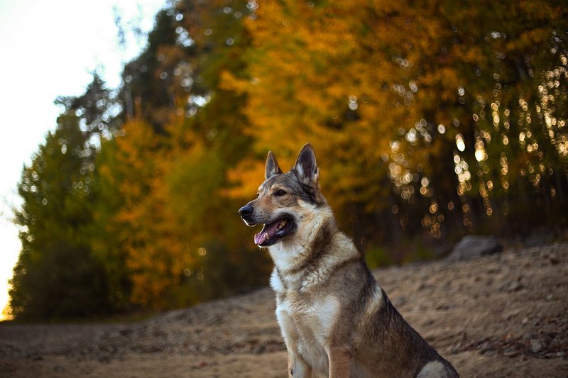 Perro Lobo Perro Lobo