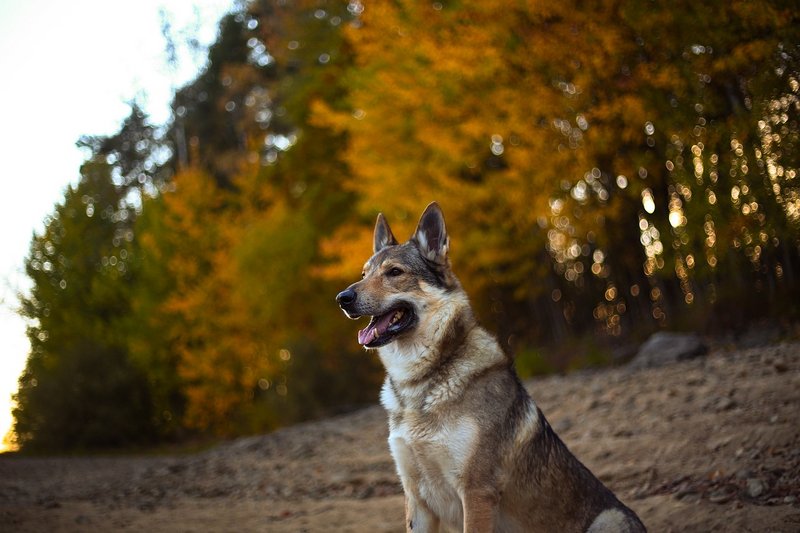 Perro Lobo