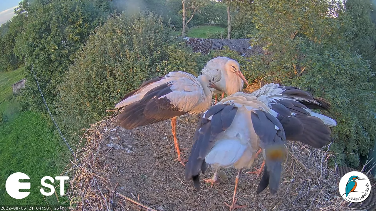 Baltie stārķi (Ciconia ciconia) Tukuma novadā - LDF tiešraide __ White storks in Tukums, Latvia 10-1