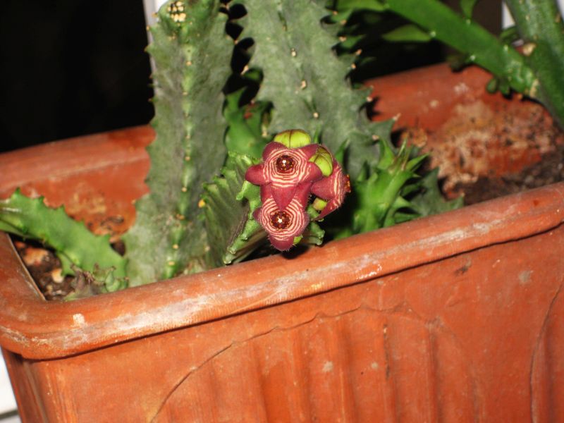 stapelia_saena