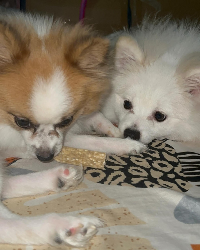 Description of the image