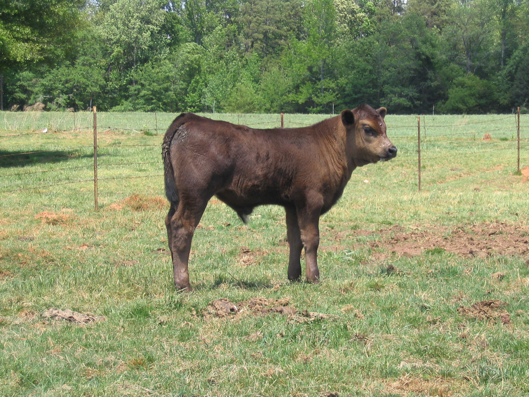 Huntercalf