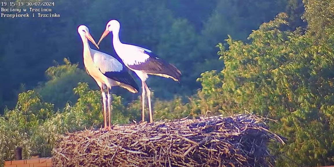 wygladajajakdzieciaki