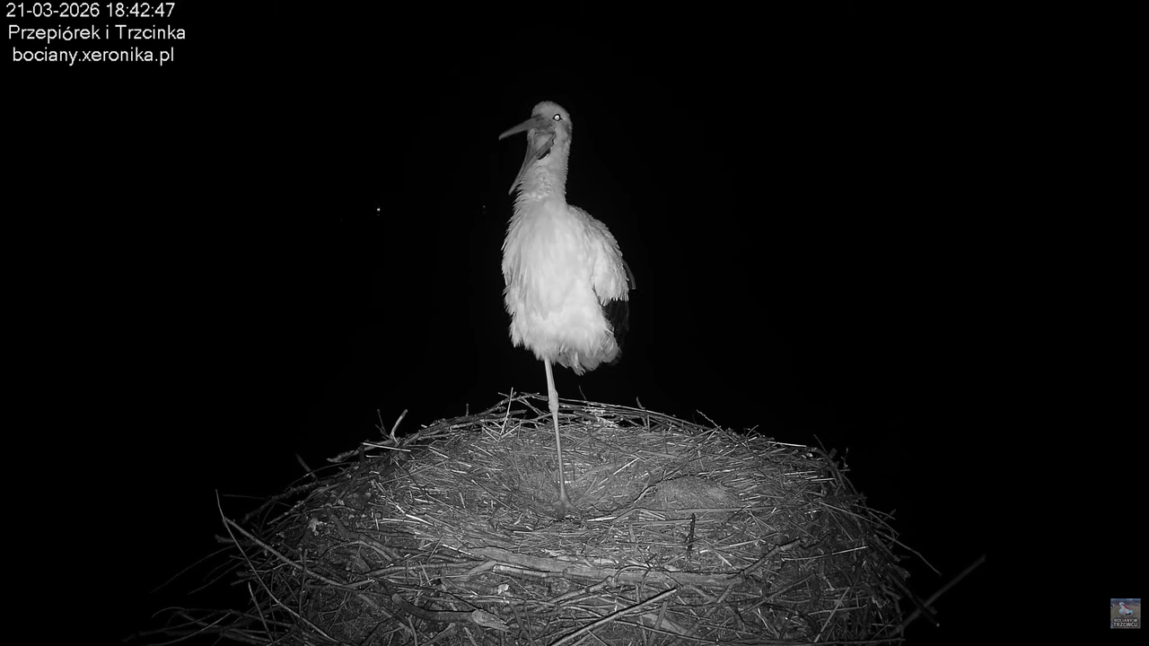 21032026bociany 29