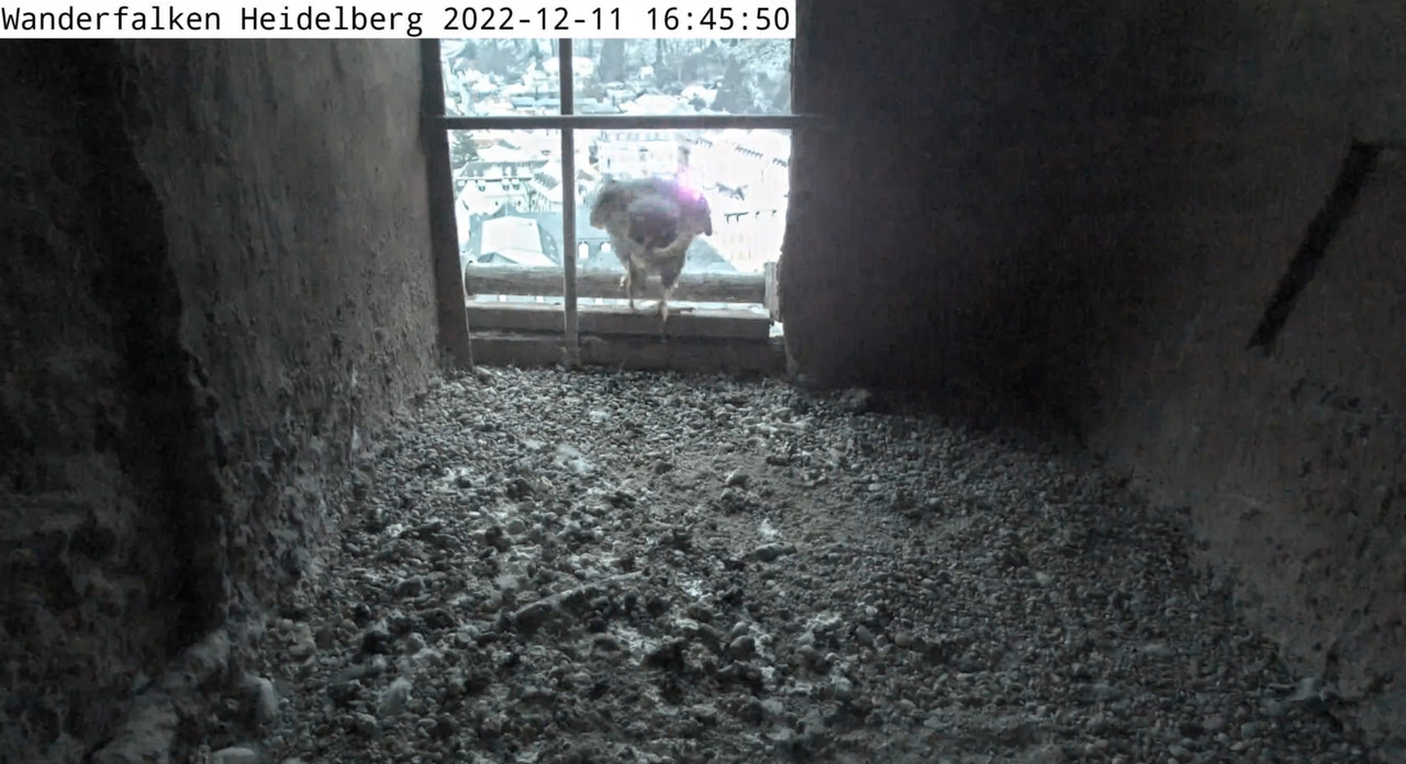 Wanderfalken Heidelberg. 2022-12-11-164829