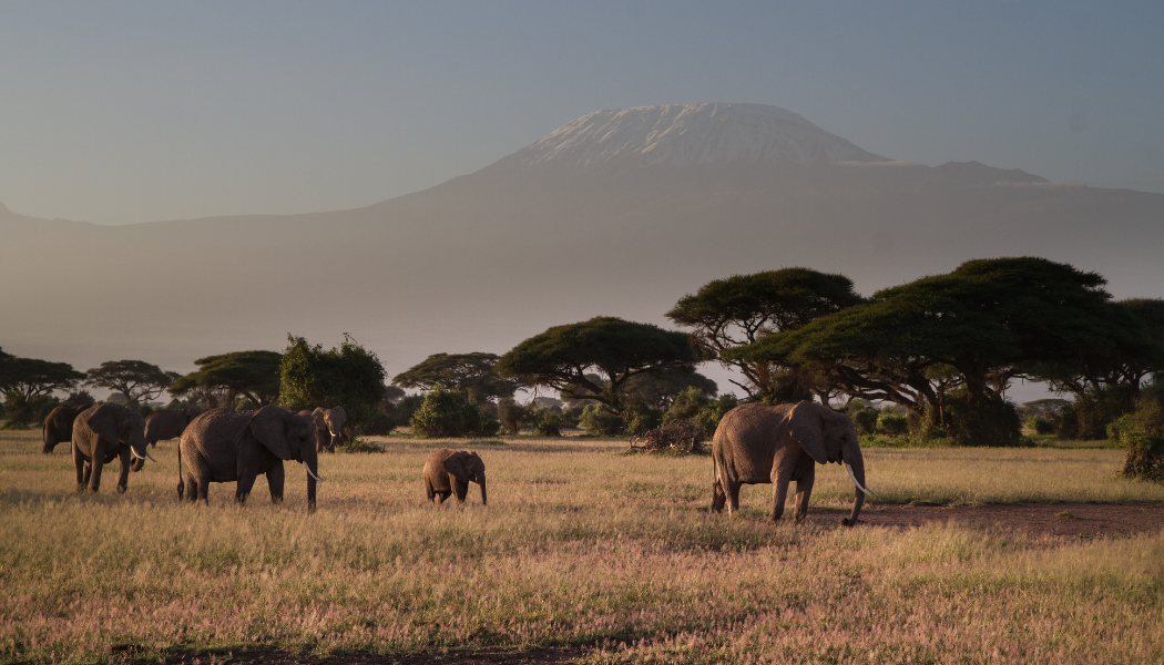 Luxury safari relaxation in Amboseli