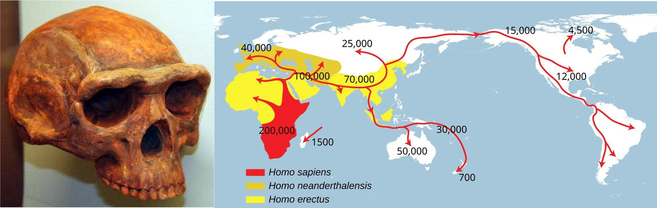 Homo Erectus