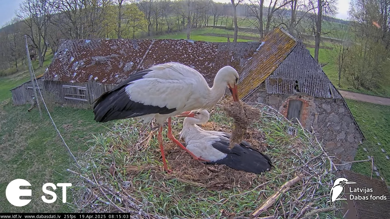 (34) Baltie stārķi (Ciconia ciconia) Tukuma novadā __ White storks in Tukums, Latvia - YouTube - 744