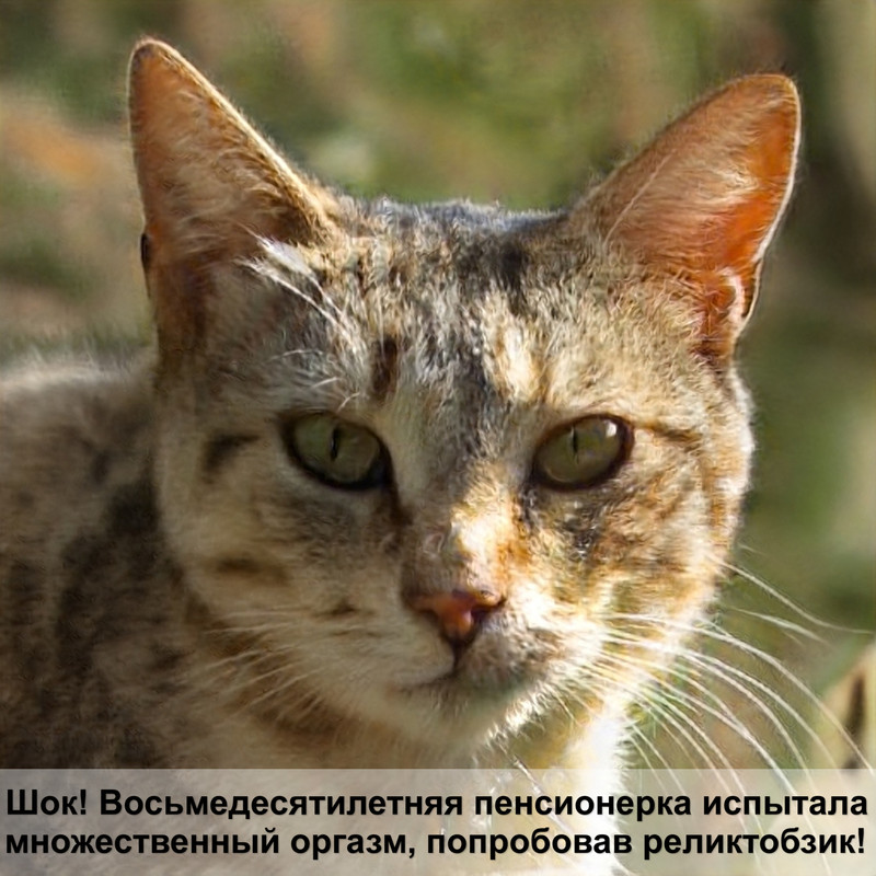 окрасы кошек ориентальных