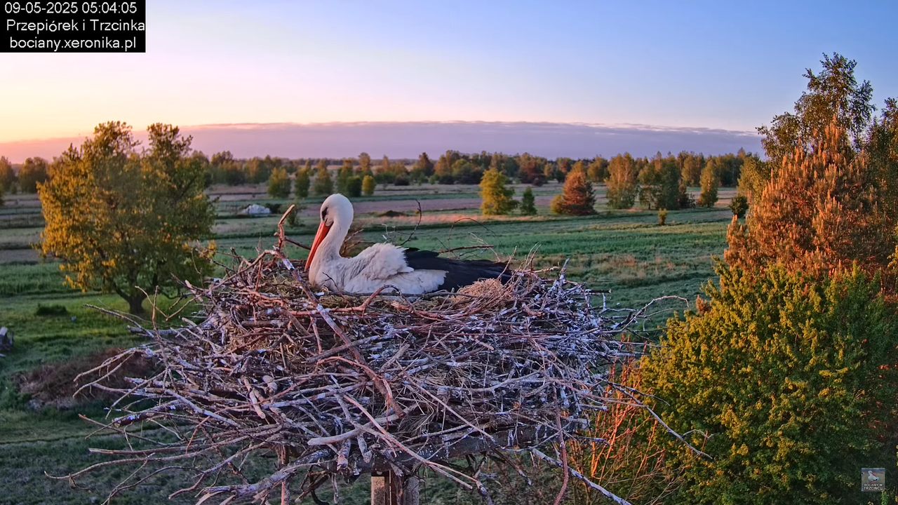 09052025bociany5