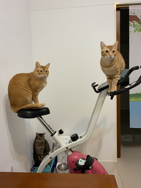 [問題/貓物] 透天3貓家庭貓砂機