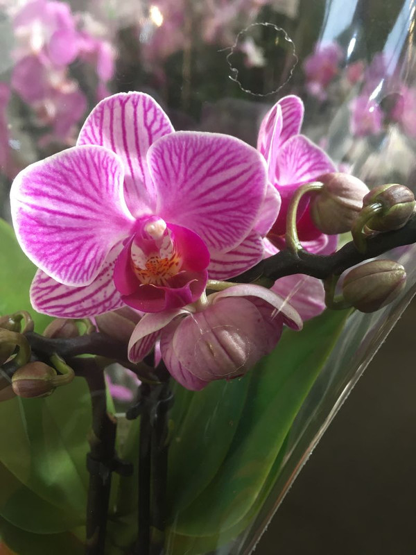 Орхидея фаленопсис Mini Mark нежность и изысканность в одном растении