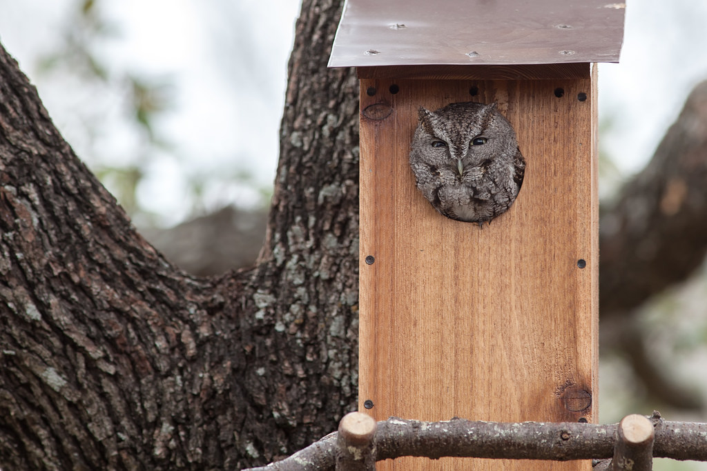 Owl Nesting Box