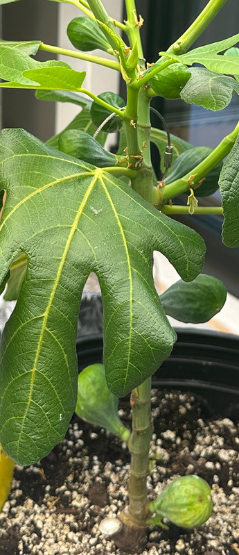 figs-583.jpg