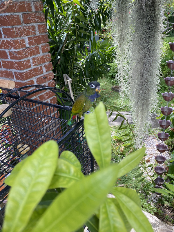 yangmeiparrot8252021