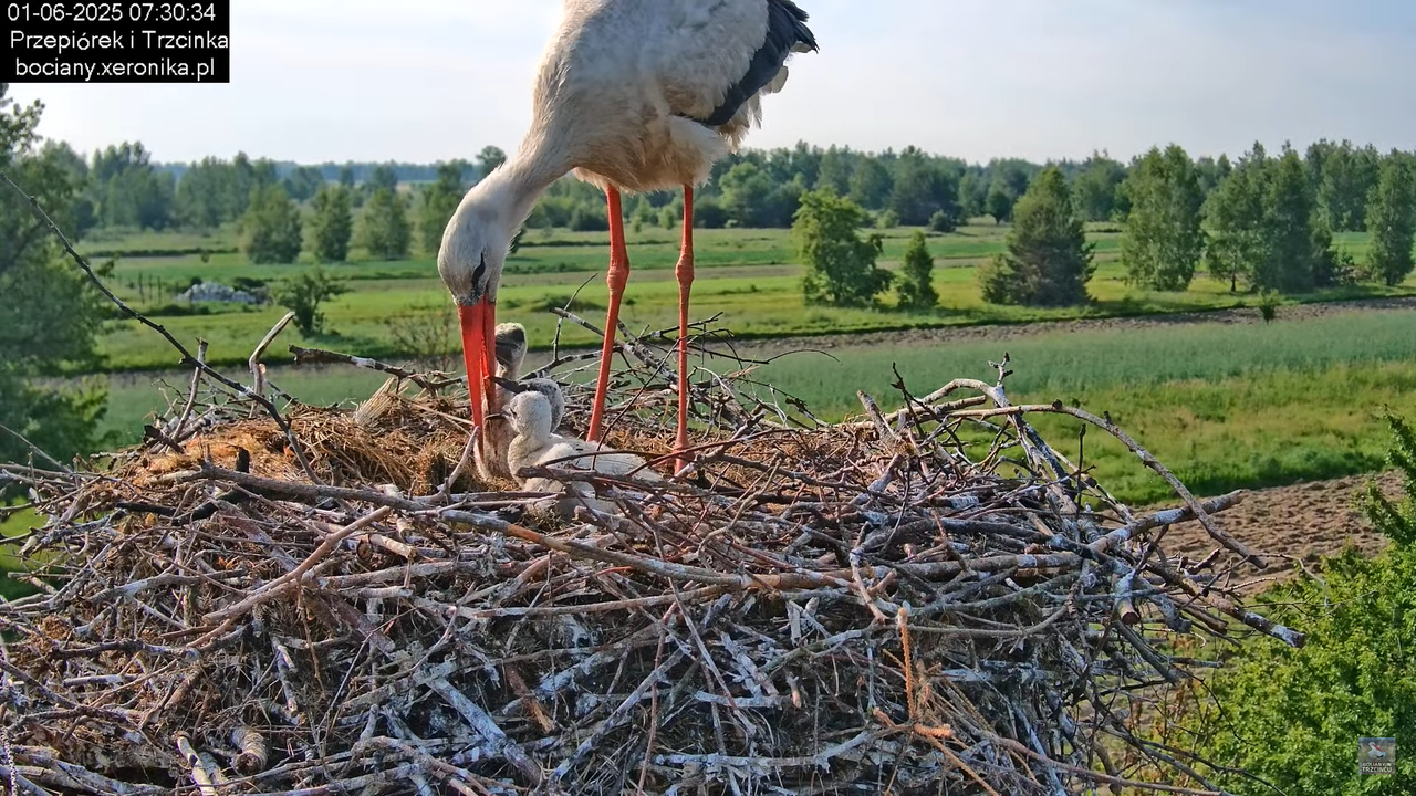 01062025bociany12
