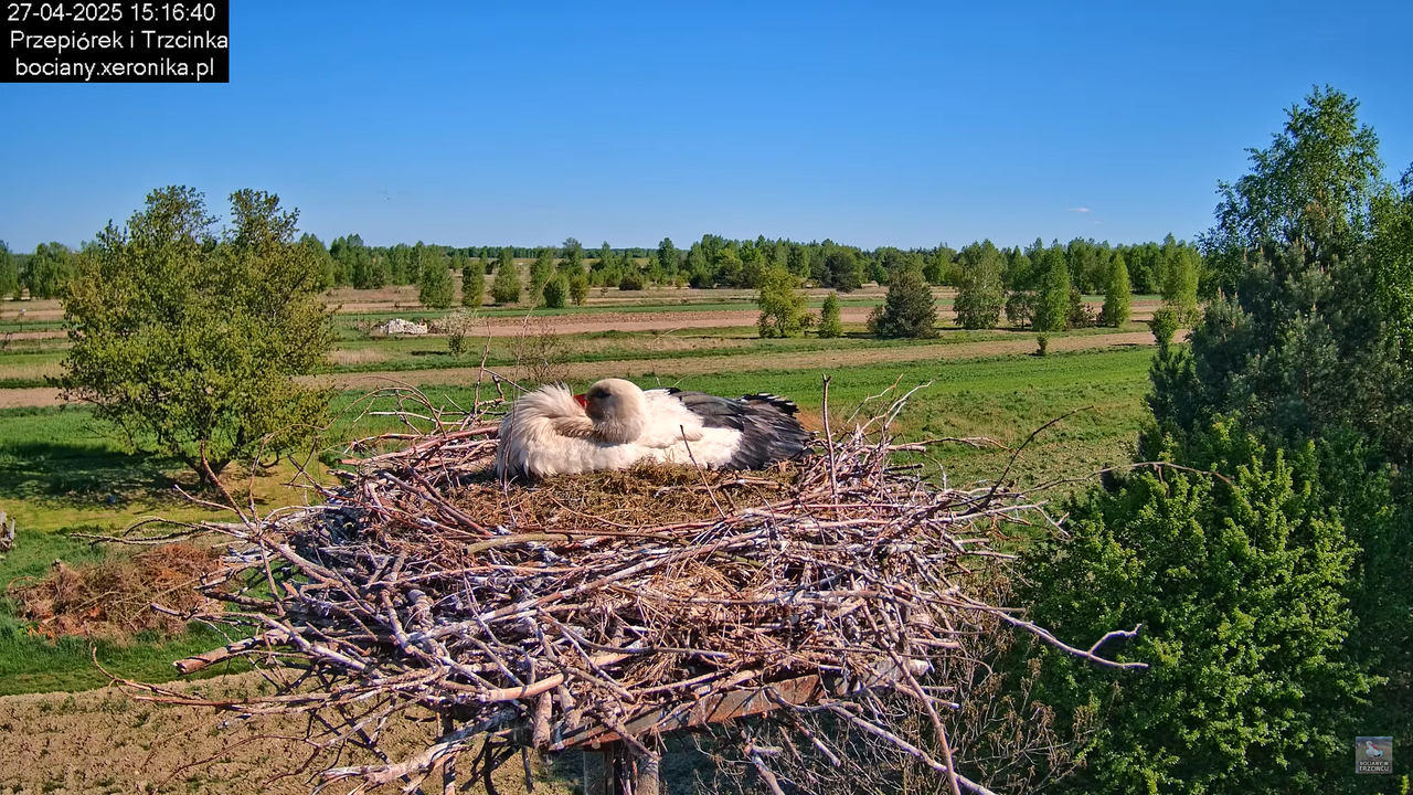 27042025bociany14