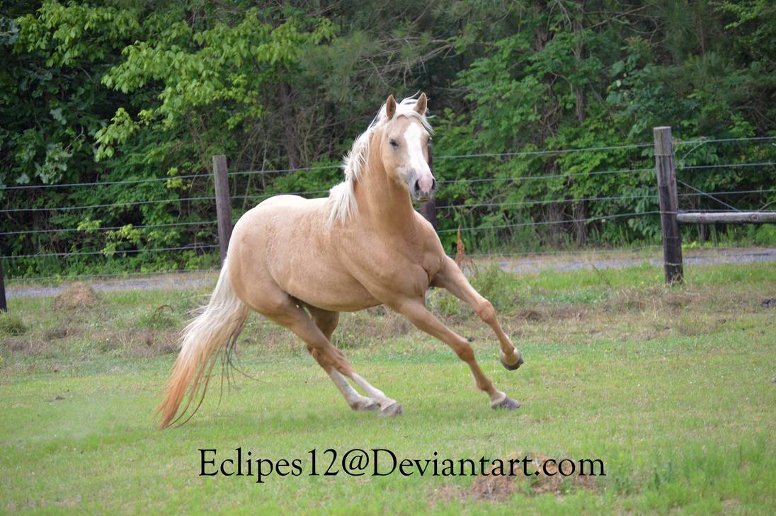 palomino-horse-cutting-by-eclipes12-da4uxg3-pre.jpg