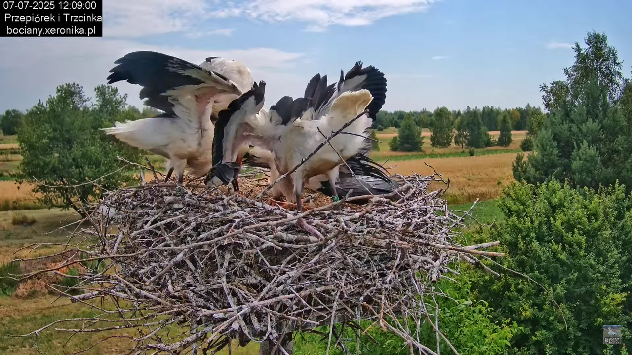 07072025bociany27