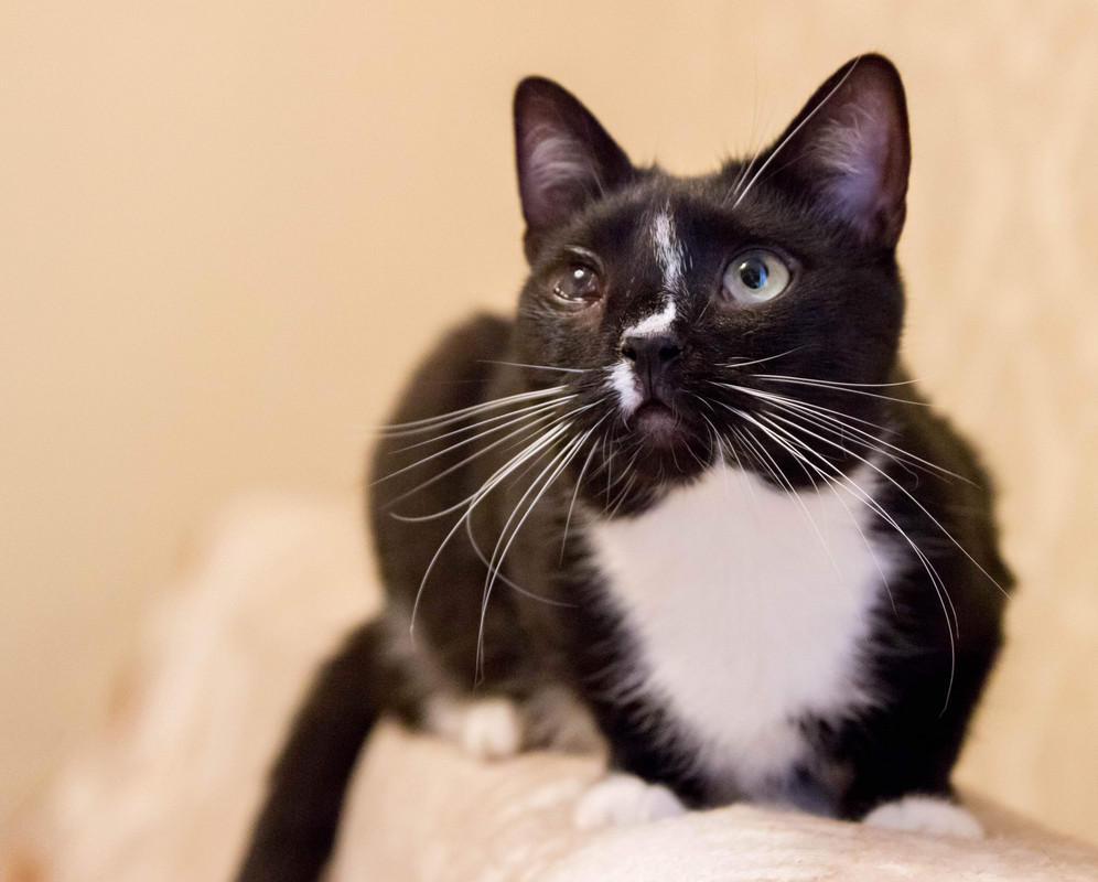 черная с белым-1-8