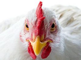 Европейский рынок курятины вырос в 2018 году на 13%