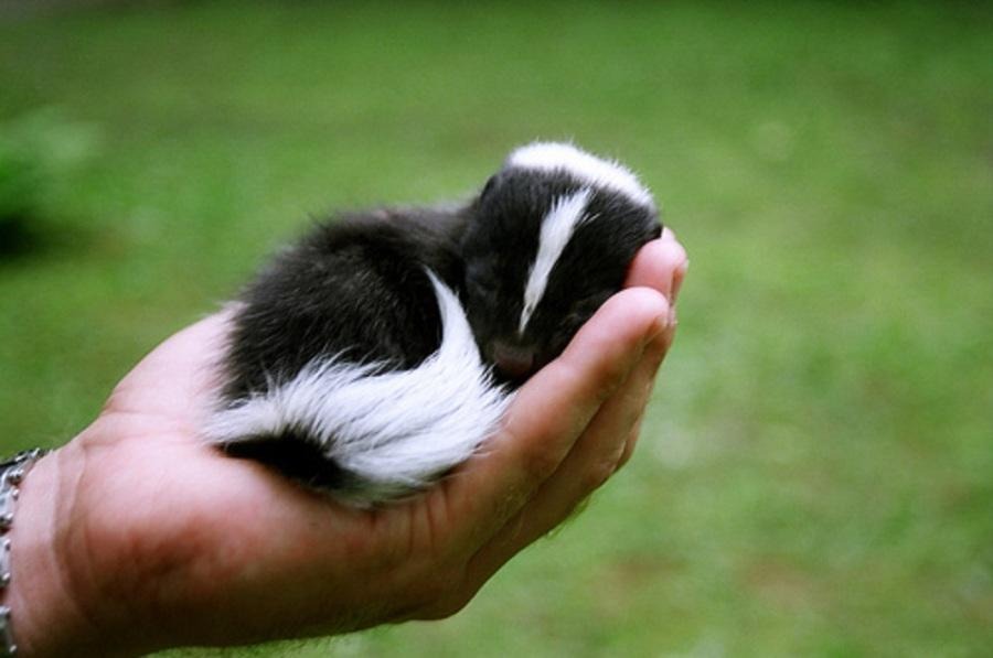 Exotic Pet Animals