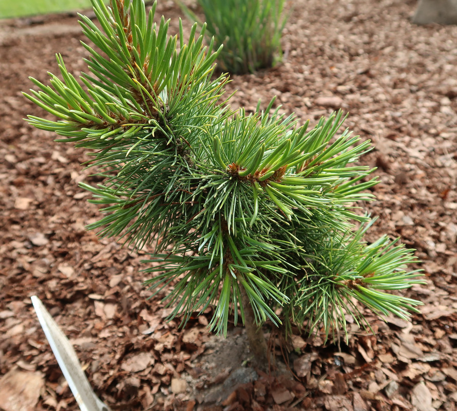 Сосна аристата 2