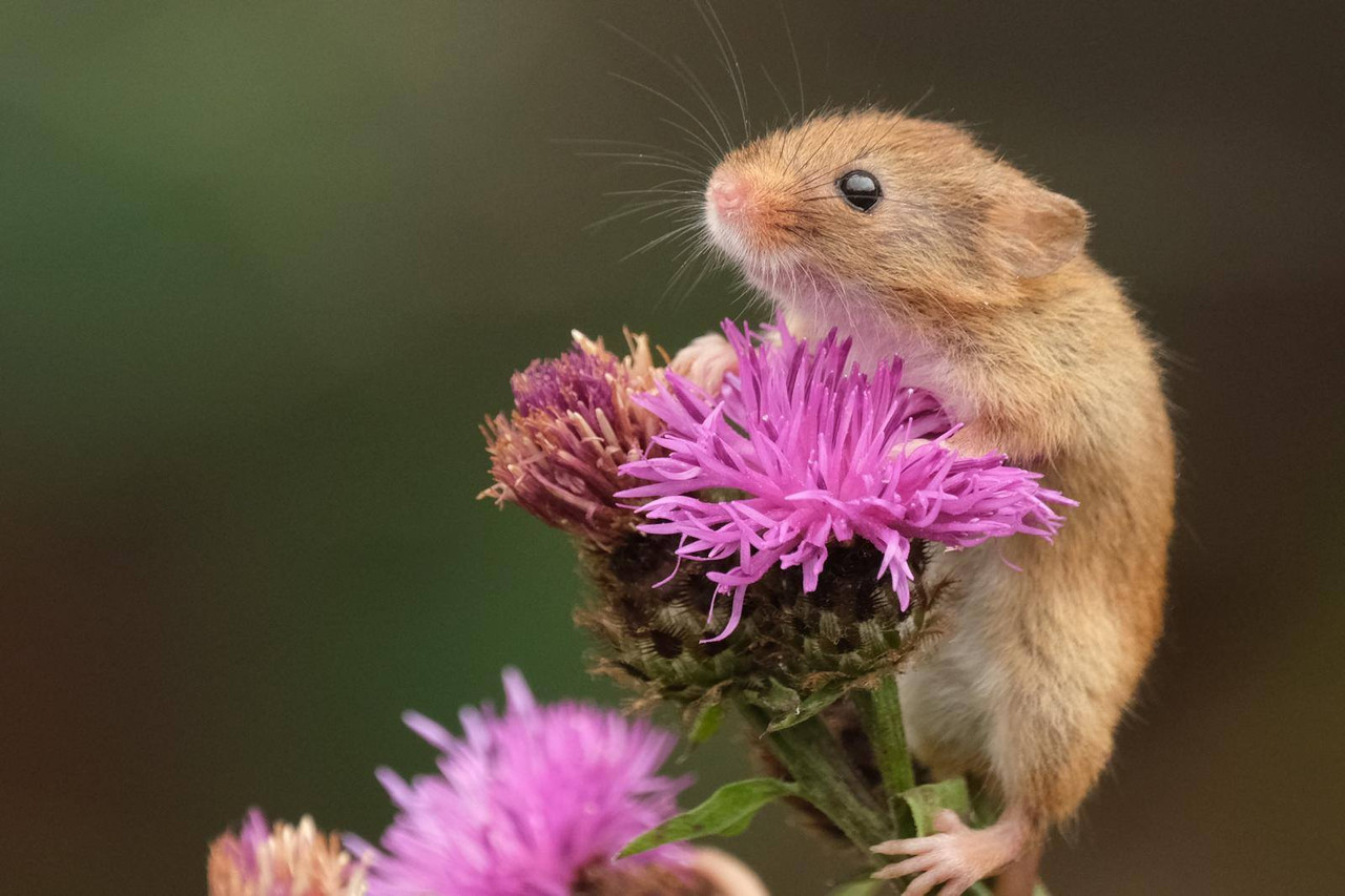 Mouseflowerlwio25.jpg