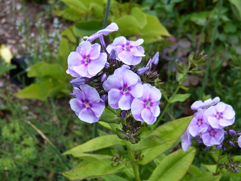 2014-07-22 Phlox 'Gräfin von Schwerin'